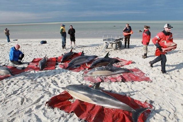 IFAW rescuers respond to nine dolphins stranded in Brewster, Mass., on Feb. 1. All nine were able to get back out to sea.